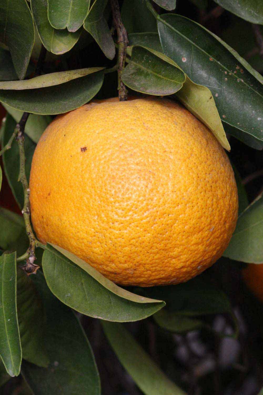            Fruit (Riverside, CA)   